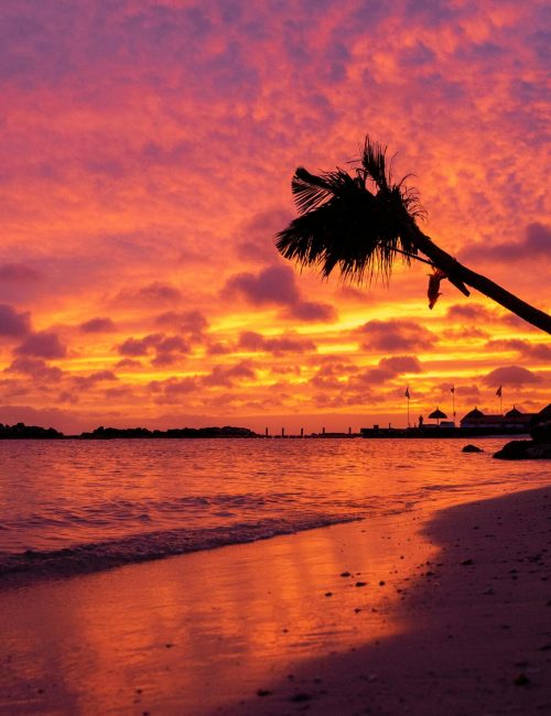 Vibrant Curaçao beach sunset with silhouetted palm tree and vivid sky, creating a serene tropical paradise scene.